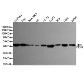 Anti-FEN1 (7H8) Antibody from Bioworld Technology (MB0179) - Antibodies.com