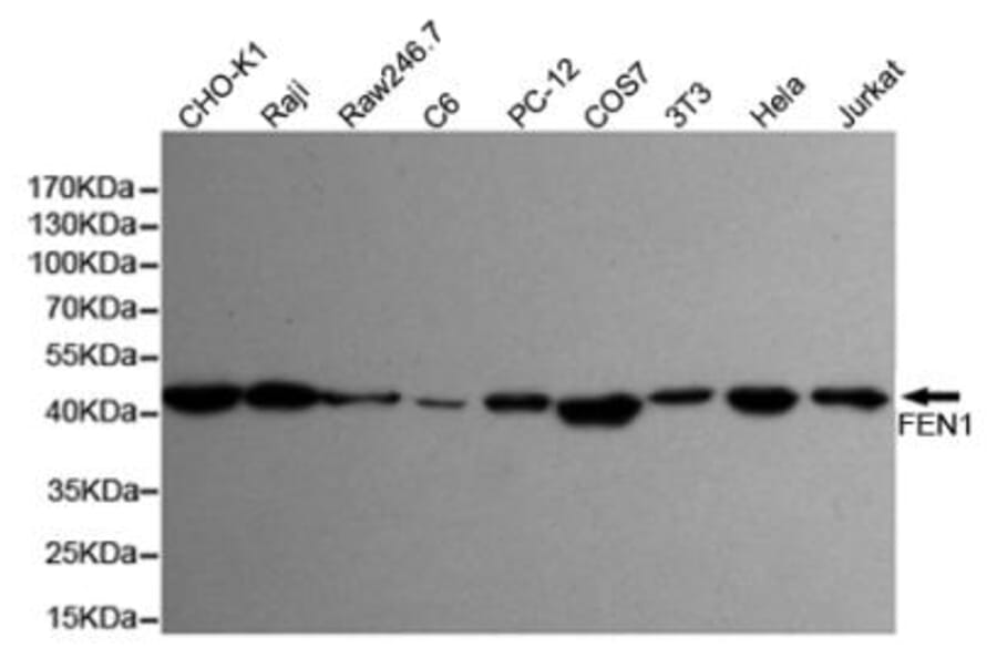 Anti-FEN1 (7H8) Antibody from Bioworld Technology (MB0179) - Antibodies.com