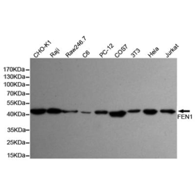 Anti-FEN1 (7H8) Antibody from Bioworld Technology (MB0179) - Antibodies.com