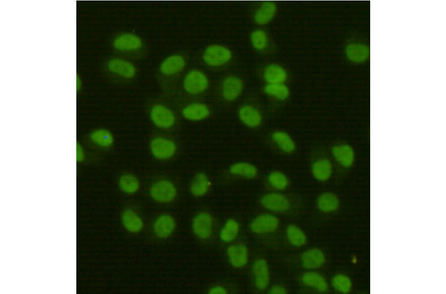 Anti-FEN1 (7H8) Antibody from Bioworld Technology (MB0179) - Antibodies.com