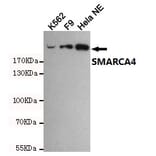 Anti-SMARCA4 (6D7) Antibody from Bioworld Technology (MB0180) - Antibodies.com