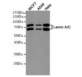 Anti-Lamin A/C (5D12) Antibody from Bioworld Technology (MB0181) - Antibodies.com