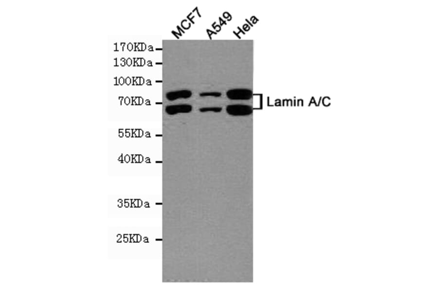 Anti-Lamin A/C (5D12) Antibody from Bioworld Technology (MB0181) - Antibodies.com