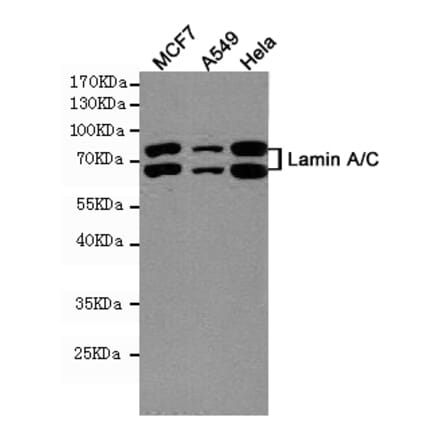 Anti-Lamin A/C (5D12) Antibody from Bioworld Technology (MB0181) - Antibodies.com