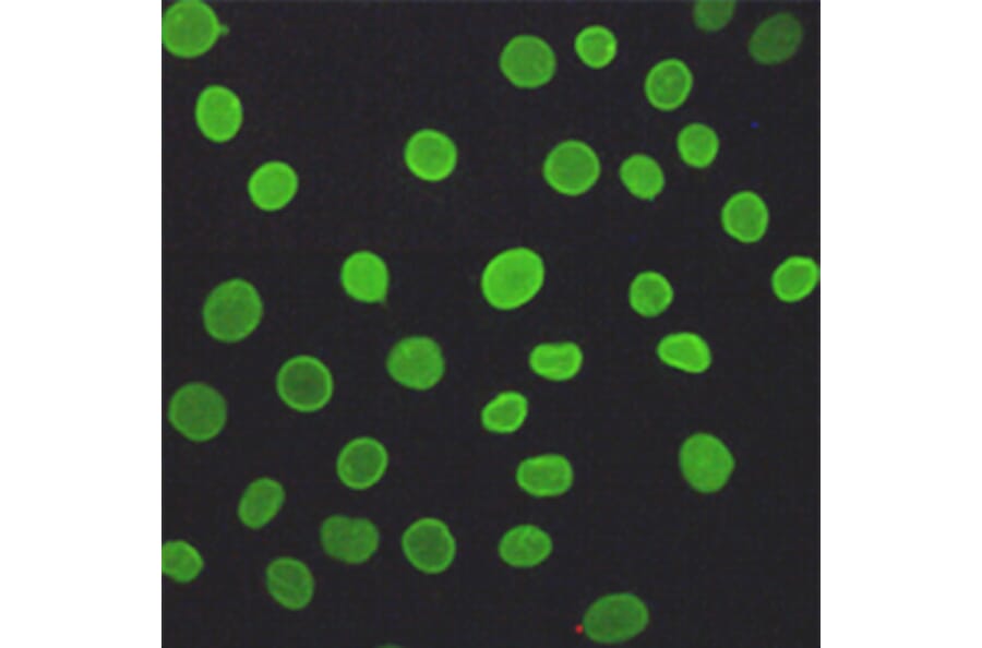 Anti-Lamin A/C (5D12) Antibody from Bioworld Technology (MB0181) - Antibodies.com