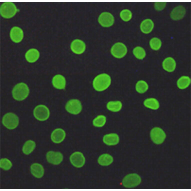 Anti-Lamin A/C (5D12) Antibody from Bioworld Technology (MB0181) - Antibodies.com