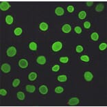 Anti-Lamin A/C (5D12) Antibody from Bioworld Technology (MB0181) - Antibodies.com