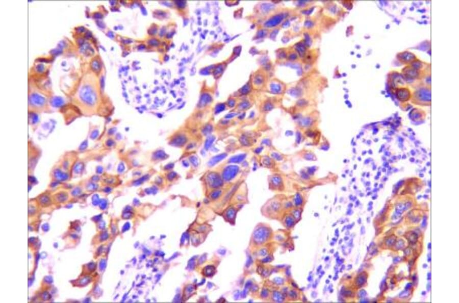 Anti-EGFR (3F12) Antibody from Bioworld Technology (MB0182) - Antibodies.com