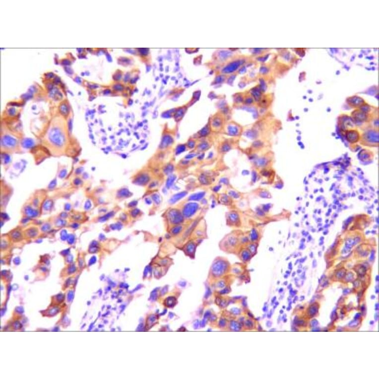 Anti-EGFR (3F12) Antibody from Bioworld Technology (MB0182) - Antibodies.com