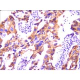 Anti-EGFR (3F12) Antibody from Bioworld Technology (MB0182) - Antibodies.com