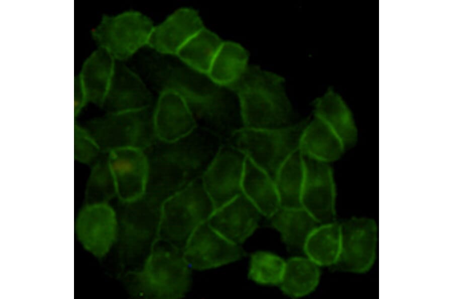 Anti-EGFR (3F12) Antibody from Bioworld Technology (MB0182) - Antibodies.com