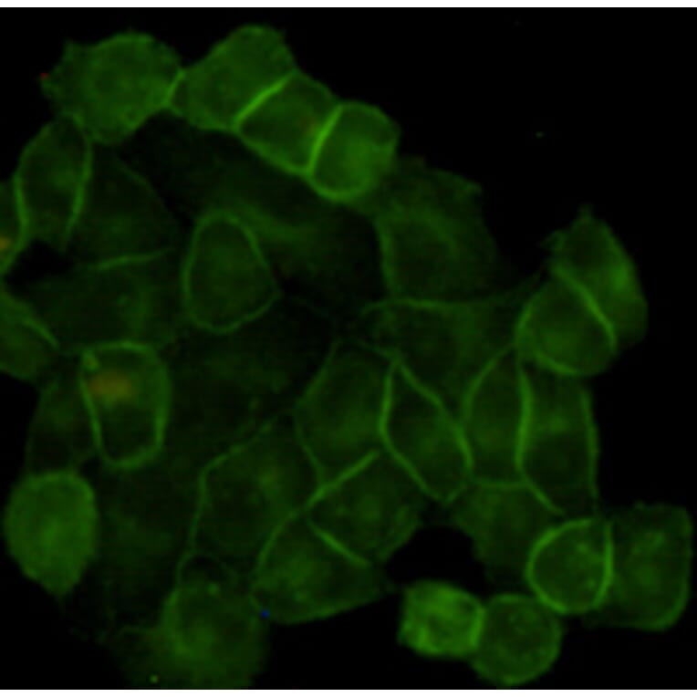 Anti-EGFR (3F12) Antibody from Bioworld Technology (MB0182) - Antibodies.com