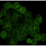 Anti-EGFR (3F12) Antibody from Bioworld Technology (MB0182) - Antibodies.com