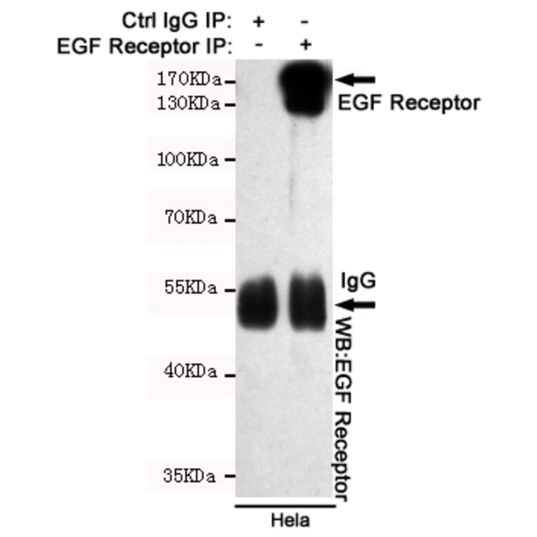 Anti-EGFR (3F12) Antibody from Bioworld Technology (MB0182) - Antibodies.com