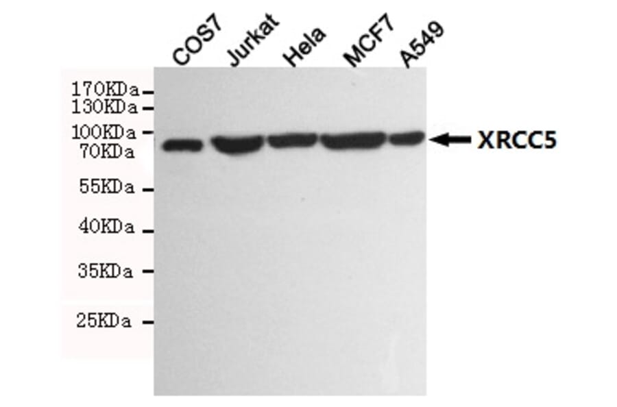 Anti-XRCC5 (8H1) Antibody from Bioworld Technology (MB0183) - Antibodies.com