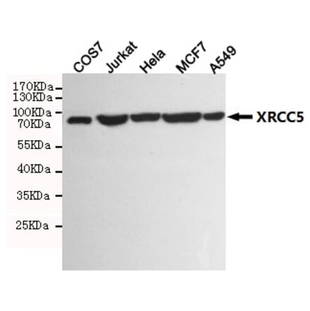 Anti-XRCC5 (8H1) Antibody from Bioworld Technology (MB0183) - Antibodies.com