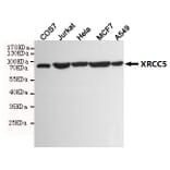 Anti-XRCC5 (8H1) Antibody from Bioworld Technology (MB0183) - Antibodies.com