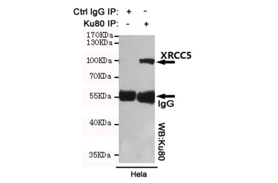 Anti-XRCC5 (8H1) Antibody from Bioworld Technology (MB0183) - Antibodies.com