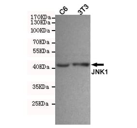 Anti-JNK1 (1A4) Antibody from Bioworld Technology (MB0184) - Antibodies.com