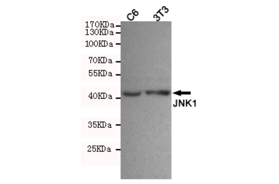 Anti-JNK1 (1A4) Antibody from Bioworld Technology (MB0184) - Antibodies.com