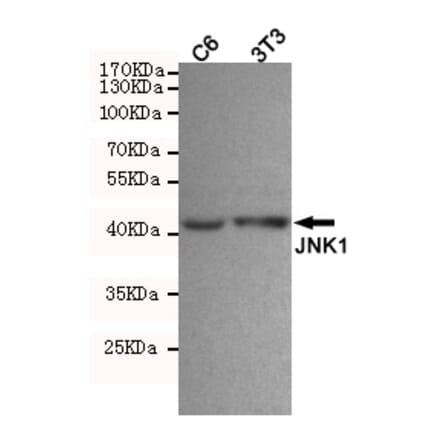 Anti-JNK1 (1A4) Antibody from Bioworld Technology (MB0184) - Antibodies.com