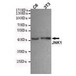 Anti-JNK1 (1A4) Antibody from Bioworld Technology (MB0184) - Antibodies.com