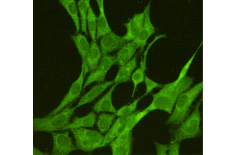 Anti-JNK1 (1A4) Antibody from Bioworld Technology (MB0184) - Antibodies.com