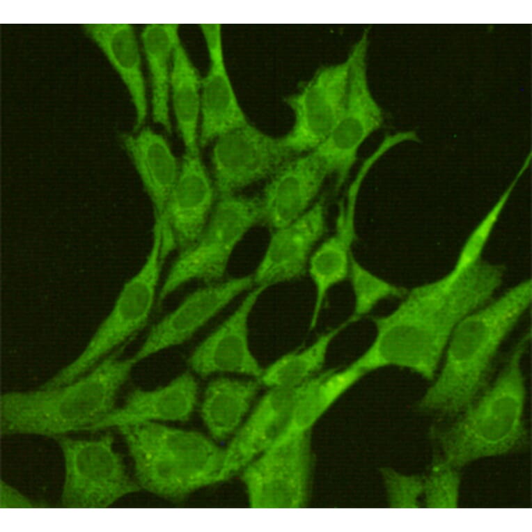 Anti-JNK1 (1A4) Antibody from Bioworld Technology (MB0184) - Antibodies.com