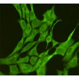 Anti-JNK1 (1A4) Antibody from Bioworld Technology (MB0184) - Antibodies.com