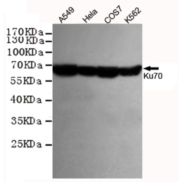Anti-Ku-70/XRCC6 (7B1) Antibody from Bioworld Technology (MB0185) - Antibodies.com