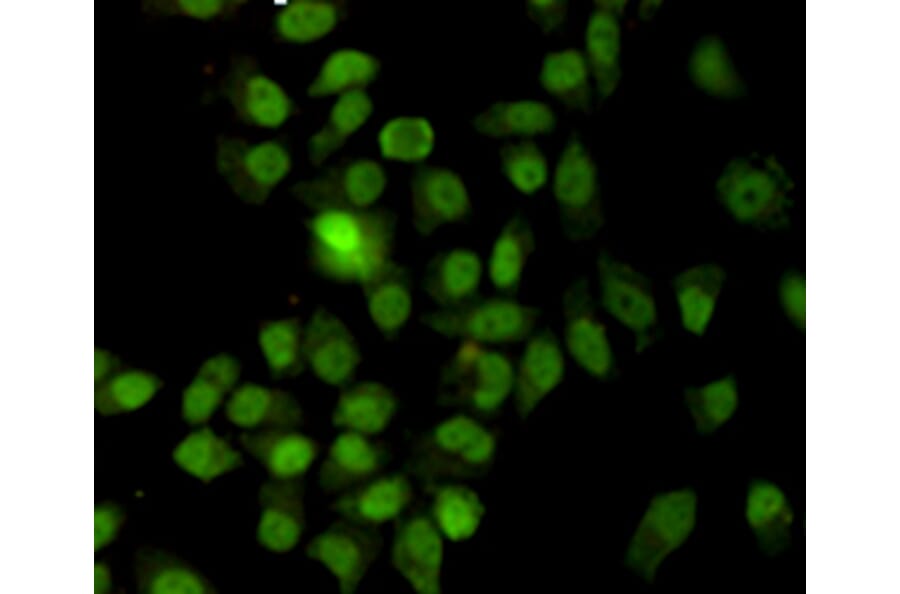 Anti-Ku-70/XRCC6 (7B1) Antibody from Bioworld Technology (MB0185) - Antibodies.com
