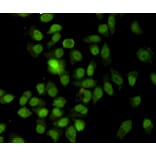 Anti-Ku-70/XRCC6 (7B1) Antibody from Bioworld Technology (MB0185) - Antibodies.com