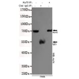 Anti-Ku-70/XRCC6 (7B1) Antibody from Bioworld Technology (MB0185) - Antibodies.com
