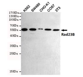 Anti-Rad23B (5H1) Antibody from Bioworld Technology (MB0186) - Antibodies.com