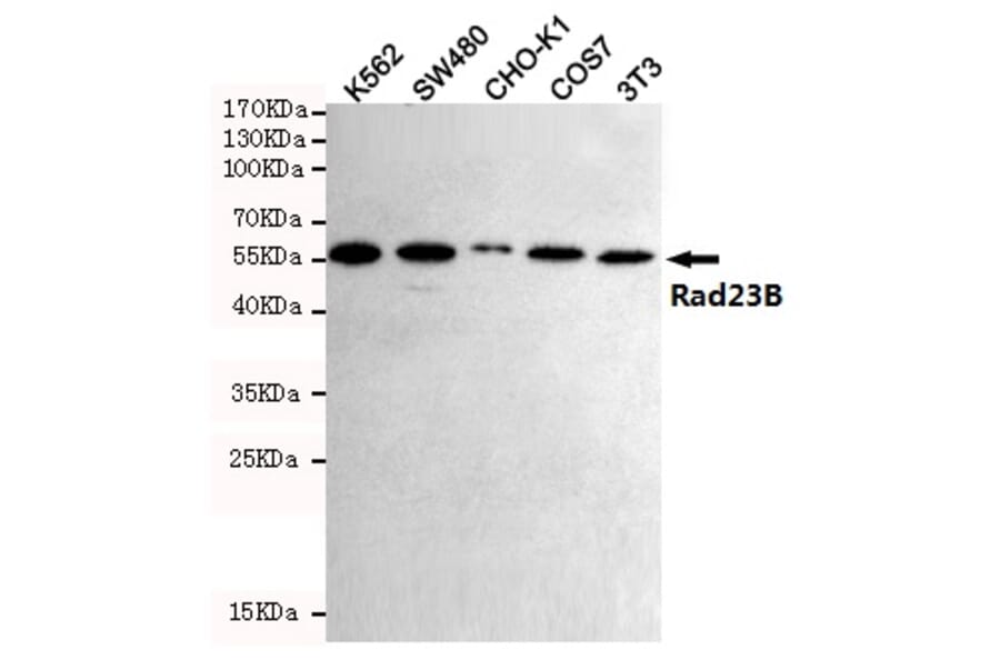 Anti-Rad23B (5H1) Antibody from Bioworld Technology (MB0186) - Antibodies.com
