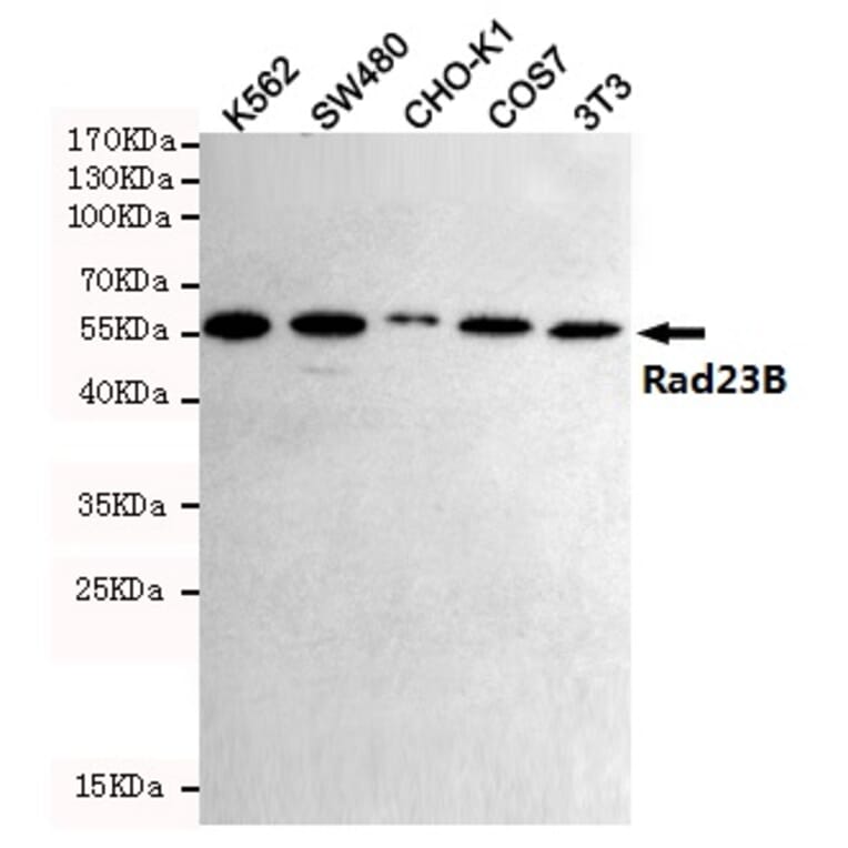 Anti-Rad23B (5H1) Antibody from Bioworld Technology (MB0186) - Antibodies.com