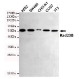 Anti-Rad23B (5H1) Antibody from Bioworld Technology (MB0186) - Antibodies.com