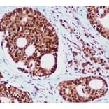 Anti-Rad23B (5H1) Antibody from Bioworld Technology (MB0186) - Antibodies.com