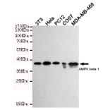 Anti-AMPKβ1 (1A7) Antibody from Bioworld Technology (MB0188) - Antibodies.com