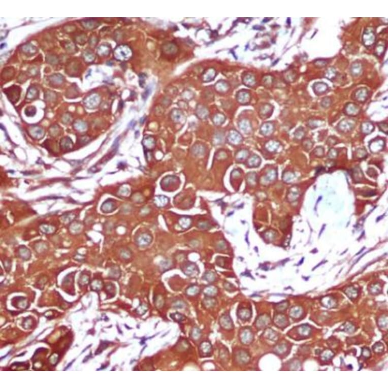 Anti-AMPKβ1 (1A7) Antibody from Bioworld Technology (MB0188) - Antibodies.com