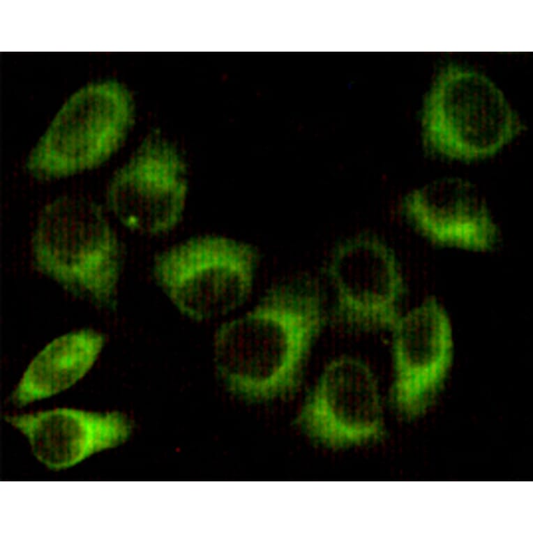 Anti-AMPKβ1 (1A7) Antibody from Bioworld Technology (MB0188) - Antibodies.com