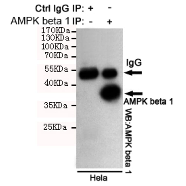 Anti-AMPKβ1 (1A7) Antibody from Bioworld Technology (MB0188) - Antibodies.com