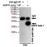 Anti-AMPKβ1 (1A7) Antibody from Bioworld Technology (MB0188) - Antibodies.com