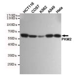 Anti-PKM2 (1F2) Antibody from Bioworld Technology (MB0189) - Antibodies.com