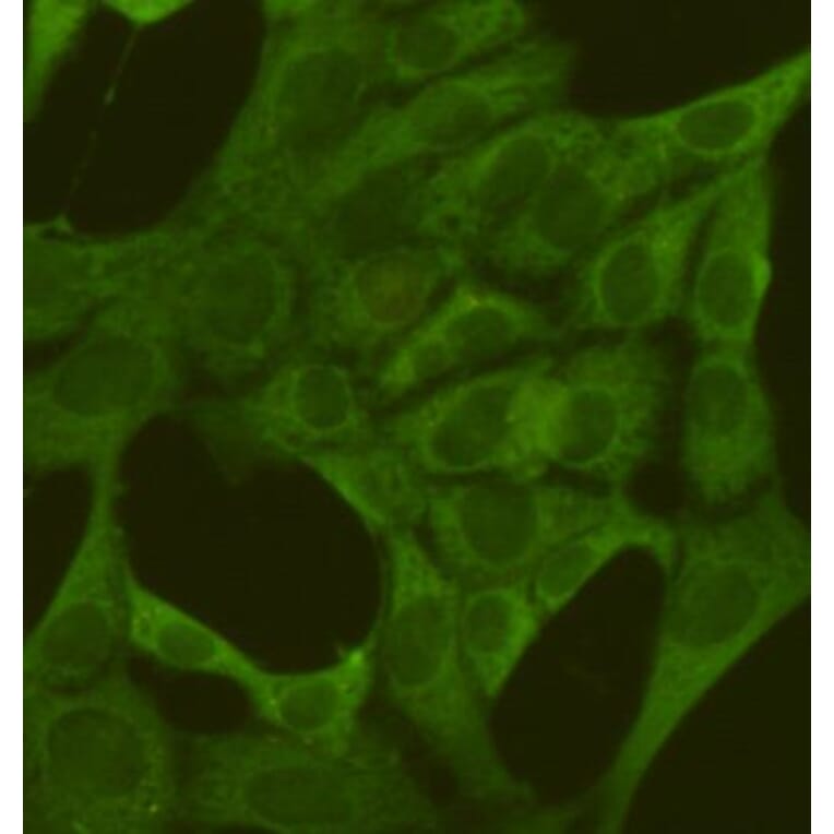 Anti-PKM2 (1F2) Antibody from Bioworld Technology (MB0189) - Antibodies.com