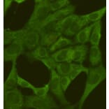 Anti-PKM2 (1F2) Antibody from Bioworld Technology (MB0189) - Antibodies.com