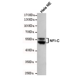 Anti-NFIC (4E10) Antibody from Bioworld Technology (MB0190) - Antibodies.com