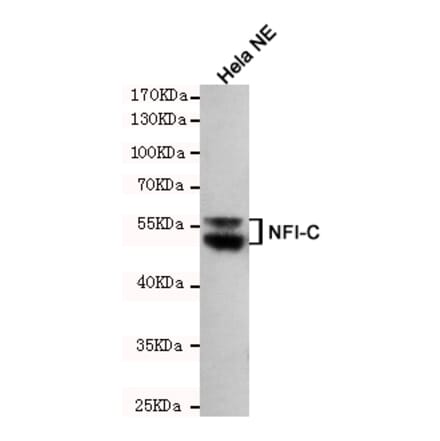 Anti-NFIC (4E10) Antibody from Bioworld Technology (MB0190) - Antibodies.com