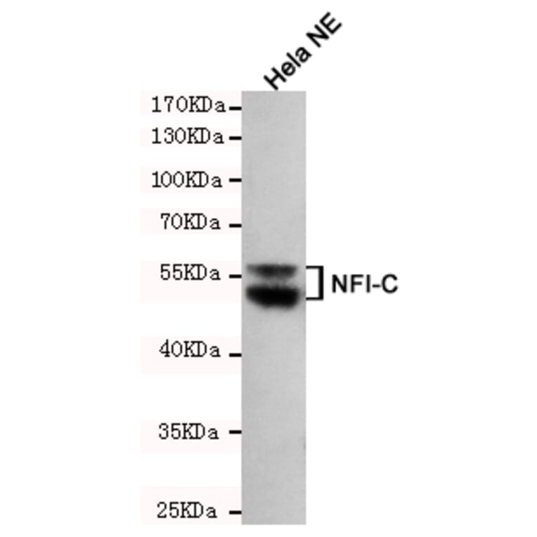 Anti-NFIC (4E10) Antibody from Bioworld Technology (MB0190) - Antibodies.com