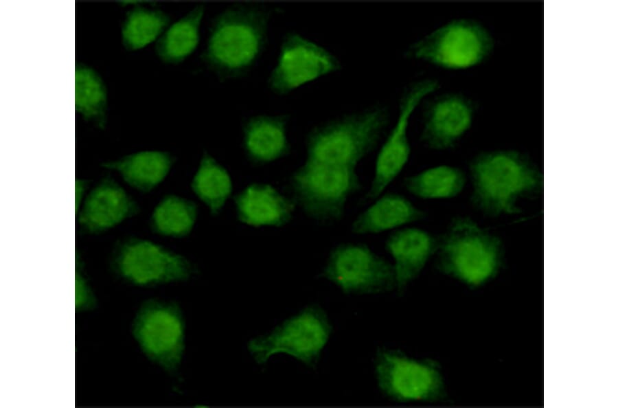 Anti-NFIC (4E10) Antibody from Bioworld Technology (MB0190) - Antibodies.com